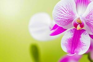 orchidée fleur. Contexte. ai génératif pro photo