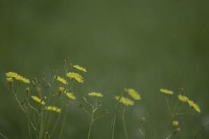 pissenlits jaunes sur l'herbe verte photo