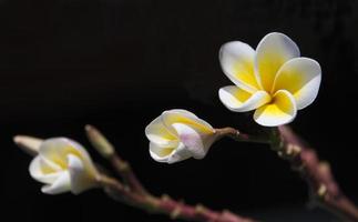 fleurs de frangipanier dans le jardin photo