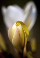 fleurs de frangipanier dans le jardin photo