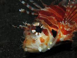 poisson-lion dangereux dans la mer. photo