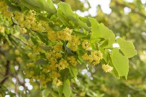 gros plan des branches de tilleul en fleurs au printemps photo