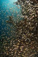 banc de petits poissons à côté des récifs coralliens. photo
