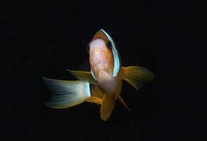 poisson clown. monde sous-marin incroyable. photo