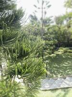 tropical aménagement paysager dans Accueil jardin photo