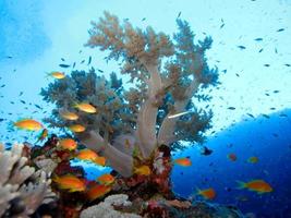 monde sous-marin incroyable de la mer rouge photo