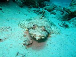 monde sous-marin incroyable de la mer rouge photo