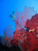 monde sous-marin incroyable de la mer rouge photo