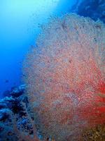 monde sous-marin incroyable de la mer rouge photo