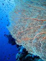 monde sous-marin incroyable de la mer rouge photo