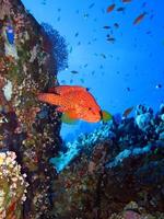 monde sous-marin incroyable de la mer rouge photo