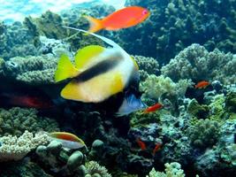 monde sous-marin incroyable de la mer rouge photo
