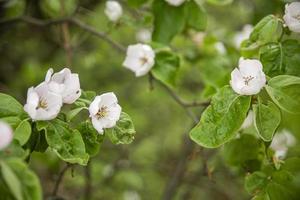 Branche de pomme en fleurs au jardin de printemps contre l'herbe verte floue photo