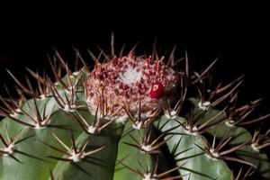 cactus avec des épines acérées libre