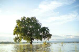 une grand, solitaire arbre se tenait dans le milieu de le eau, allumé par doux lumière du soleil. le Contexte est le soir bleu ciel. photo