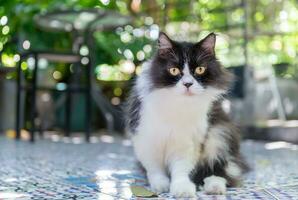 mignonne noir et blanc persan chat implantation sur sol et Regardez à caméra, animal de compagnie et animal photo