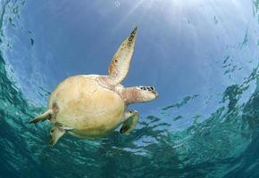 tortue de mer verte près de l'île d'apo. photo