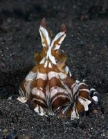 Wonderpus poulpe sur les fonds marins. photo