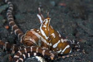 Wonderpus poulpe sur les fonds marins. photo