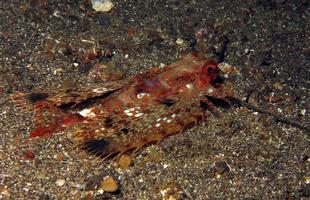 poisson grondin volant sur le fond marin. photo