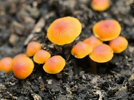 proche en haut champignons dans le forêt photo