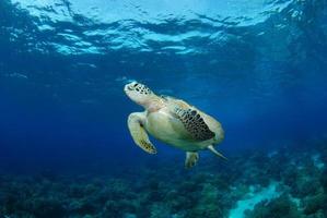 tortue de mer verte près de l'île d'apo. photo