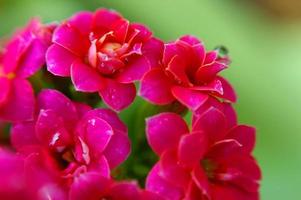 fraîcheur couleur rose de la fleur de kalanchoe photo