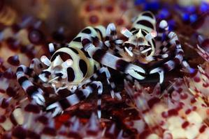 crevettes coleman sur l'oursin de feu. photo