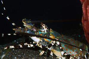 langouste ornée vivant sous une éponge. photo