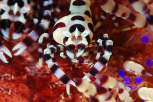 crevettes coleman sur l'oursin de feu. photo