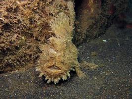 poisson grenouille hispide ou hirsute se cachant dans les ordures. photo