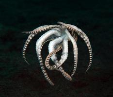 une pieuvre mimique rare dans la mer de bali. photo