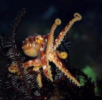 un rare poulpe mototi dans la mer de bali. photo