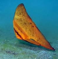 un platax rare nage le long des fonds marins. photo