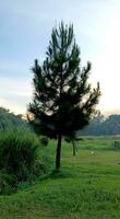 Matin paysage voir, pin arbre dans le montagnes photo