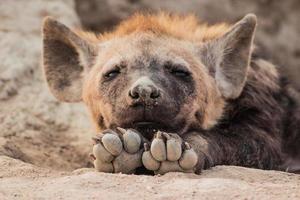bébé hyène afrique du sud photo