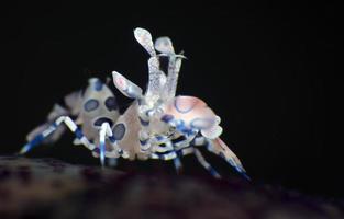 crevette arlequin sur une étoile de mer. photo