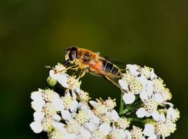 Nectar de syrphe se nourrissant d'une fleur blanche photo