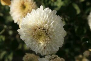 blanc chrysanthèmes couvert avec des gouttes de rosée photo