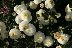 blanc chrysanthèmes couvert avec des gouttes de rosée photo