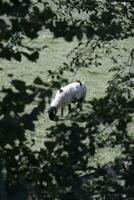 mouton dans le ferme et l'eau photo