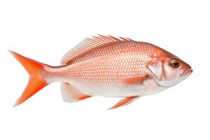 poisson isolé sur blanc Contexte. génératif ai photo