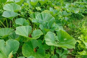 feuilles de citrouille vertes poussant sur le potager. feuilles de citrouille libre dans le potager photo