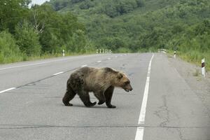 Jeune Kamchatka marron ours en marchant le long de un asphalte route photo