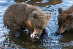 marron ours lionceau pêche rouge Saumon poisson dans rivière pendant le frai, manger poisson tandis que permanent dans l'eau photo