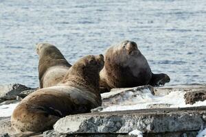 colonie Steller mer Lion ou nord mer lion. Kamtchatka, avacha baie photo