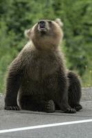 Jeune marron ours agitant ses tête effrayant les moustiques. se brouiller, sauvage animal dans mouvement photo
