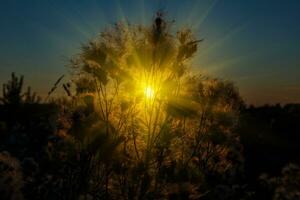 sauvage herbe dans la nature sur une le coucher du soleil Contexte photo