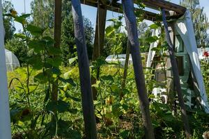 jardin lit pour croissance concombres. photo