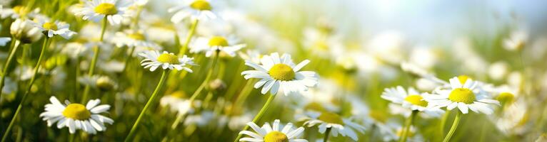 camomille fleur pour une bannière. génératif ai photo